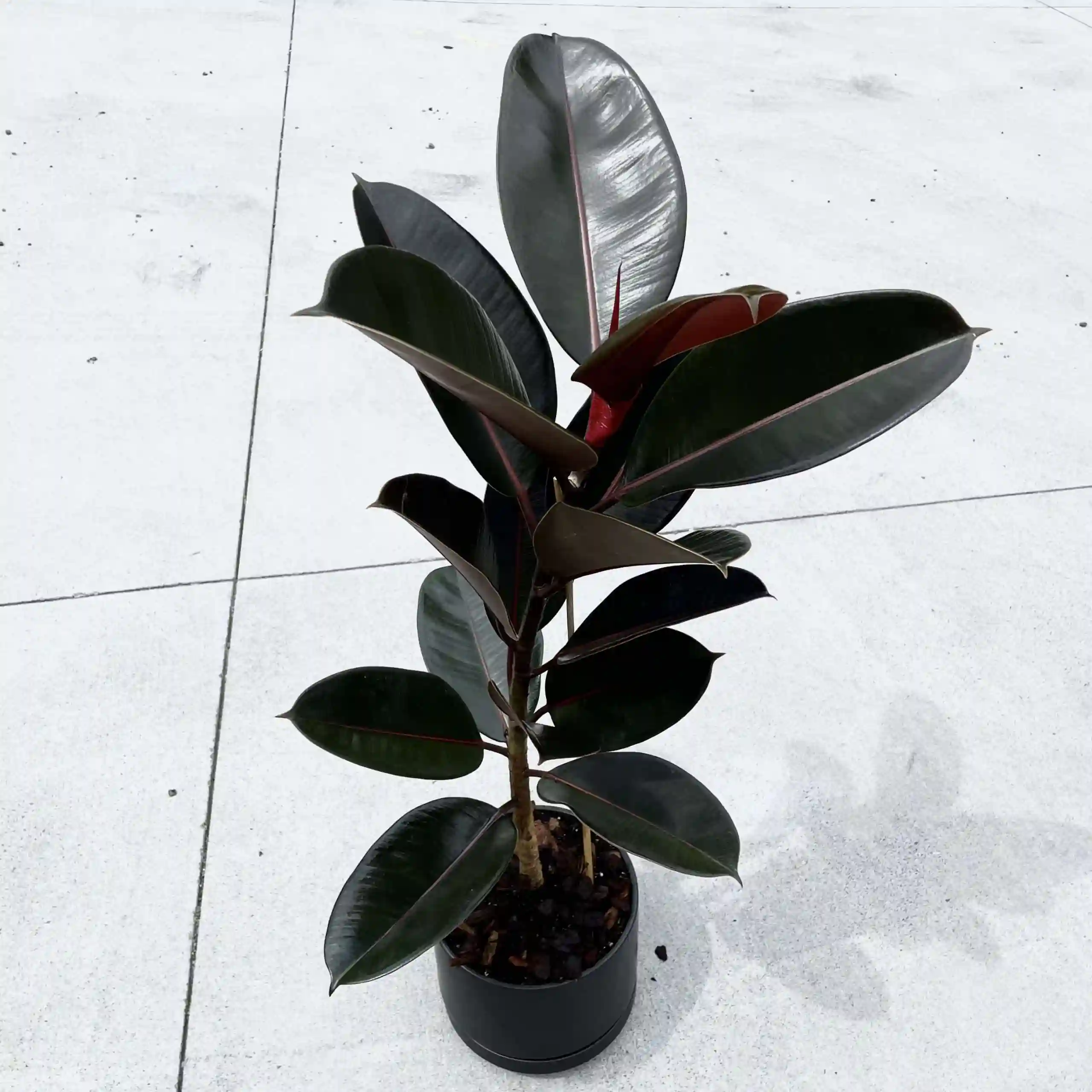 Rubber Plant Black